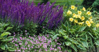 Herbaceous border of salvia hemerocallis geranium and hosta_40934_555_proportional.jpg