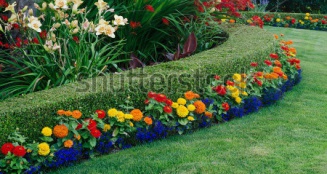 stock-photo-a-beautiful-garden-display-featuring-a-curved-boxwood-hedge-surrounded-by-daylilies-crocosmia-and-145500934.jpg