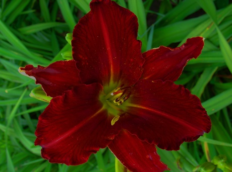 LADY IN RED.JPG