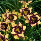 daylily-Open-My-Eyes-3 (1).jpg