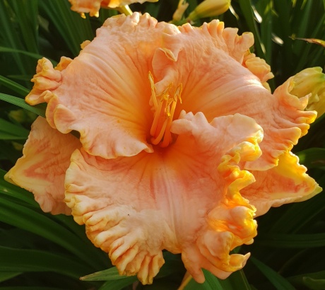 spacecoast tropical 4.jpg
