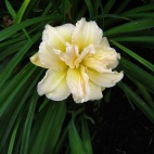 ikebana star 6.jpg