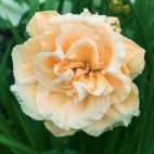 Ikebana star.jpg