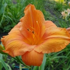 Orange wonder 10480.jpg