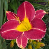 (Sarkanā skaistule - red beauty) (4).jpg