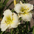 daylily-Flutter-of-Angels-4.jpg