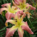 Oakes-Daylilies-Websters-Pink-Wonder-daylily.jpg