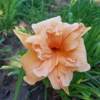 20180717_181251.jpg