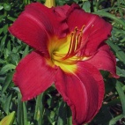 Oakes-Daylilies-Charles-Johnston-daylily-005.jpg