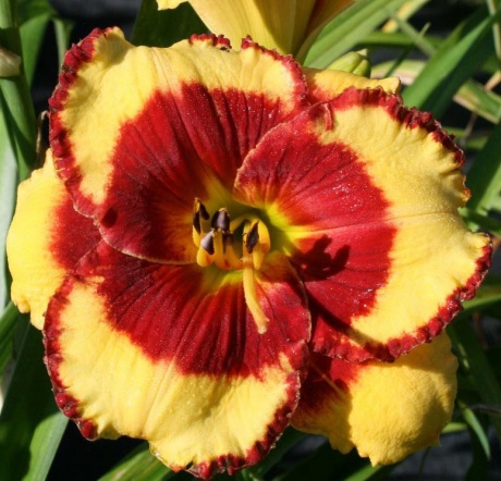 Paco-Bell-daylily-oakes-13v6.jpg