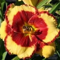 Paco-Bell-daylily-oakes-13v6.jpg