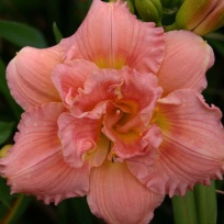 Oakes-Daylilies-Siloam-Double-Classic-daylily-002-1.jpg