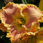 Daylily-Champagne-and-Diamonds-3.jpg