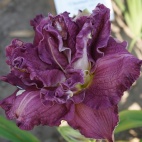 daylily-Party-Prize-3.jpg