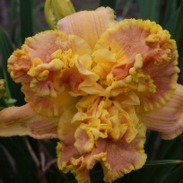 Daylily-Champagne-and-Diamonds.jpg