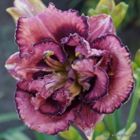 Daylily-Amy‘s-Seeing-Double.jpg