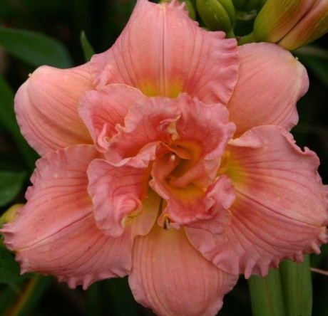 Oakes-Daylilies-Siloam-Double-Classic-daylily-002-1.jpg