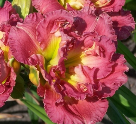 daylily-Siloam-Olin-Frazier-1.jpg