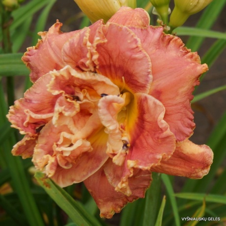 daylily-Fringed-Sangria-1.jpg