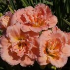 daylily-Siloam-Double-Classic.jpg