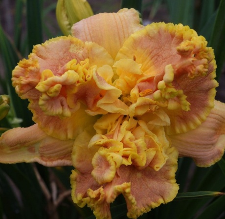 Daylily-Champagne-and-Diamonds.jpg