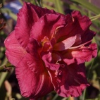 daylily-Rose-Storm (1).jpg