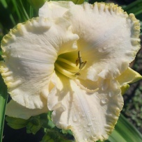 daylily-Ivory-Titan-3.jpg