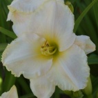 daylily-Ivory-Titan-2-1-800x602.jpg