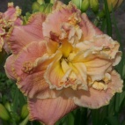 daylily-Coronation-Dream.jpg