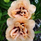Dewy sweet 11699.jpg