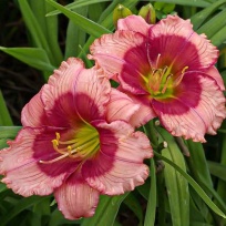 Dragons eye 11736.jpg