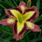 Applique prism 12126.jpg