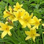 Lilioasphodelus (hemerocallis flawa) 11958.jpg