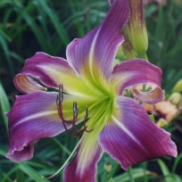 Garden butterfly 11817.jpg