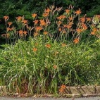 Hemerocallis fulva 11594.jpg