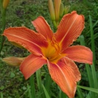 Hemerocallis fulva 11593.jpg