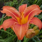 Hemerocallis fulva 11590.jpg