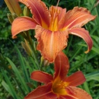 Hemerocallis fulva 11595.jpg