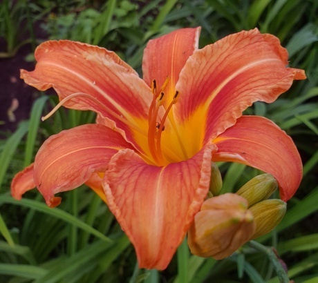 Hemerocallis fulva 11583.jpg