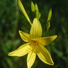 Lilioasphodelus 11564.jpg