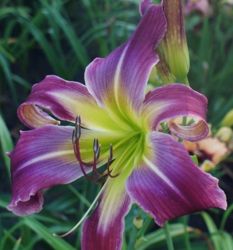 Garden butterfly 11817.jpg