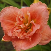 Heavenly double your pleasure 11601.jpg