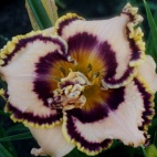 Gilded by grace 11981.jpg