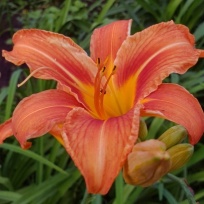 Hemerocallis fulva 11583.jpg