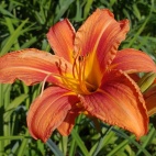 Hemerocallis fulva 11589.jpg