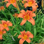 hemerocallis_fulva.jpg