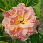 Lacy doili.jpg