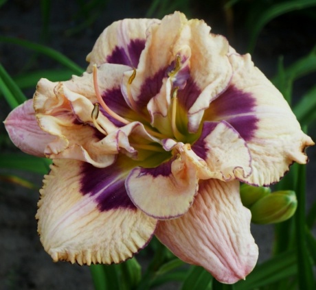 Lavender moonbeam 11766.jpg