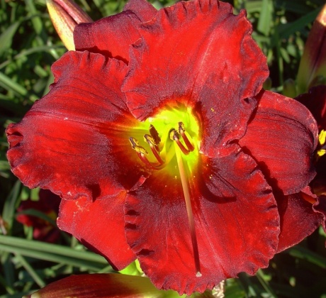 Royal red 11493.jpg