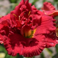 Ruby corsage 11729.jpg